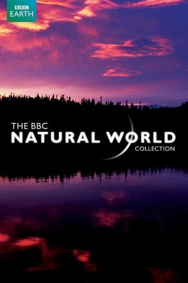 BBC 自然世界 2010 神秘的豹
