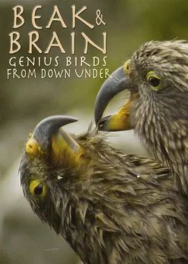 喙与脑：使用工具的鸟类